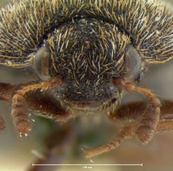 Media type: image;   Entomology 6872 Aspect: head frontal view